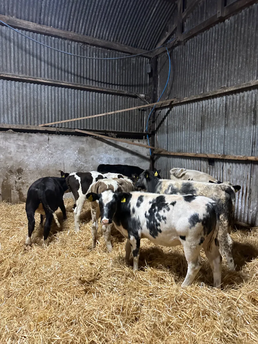 Heifers - Image 3