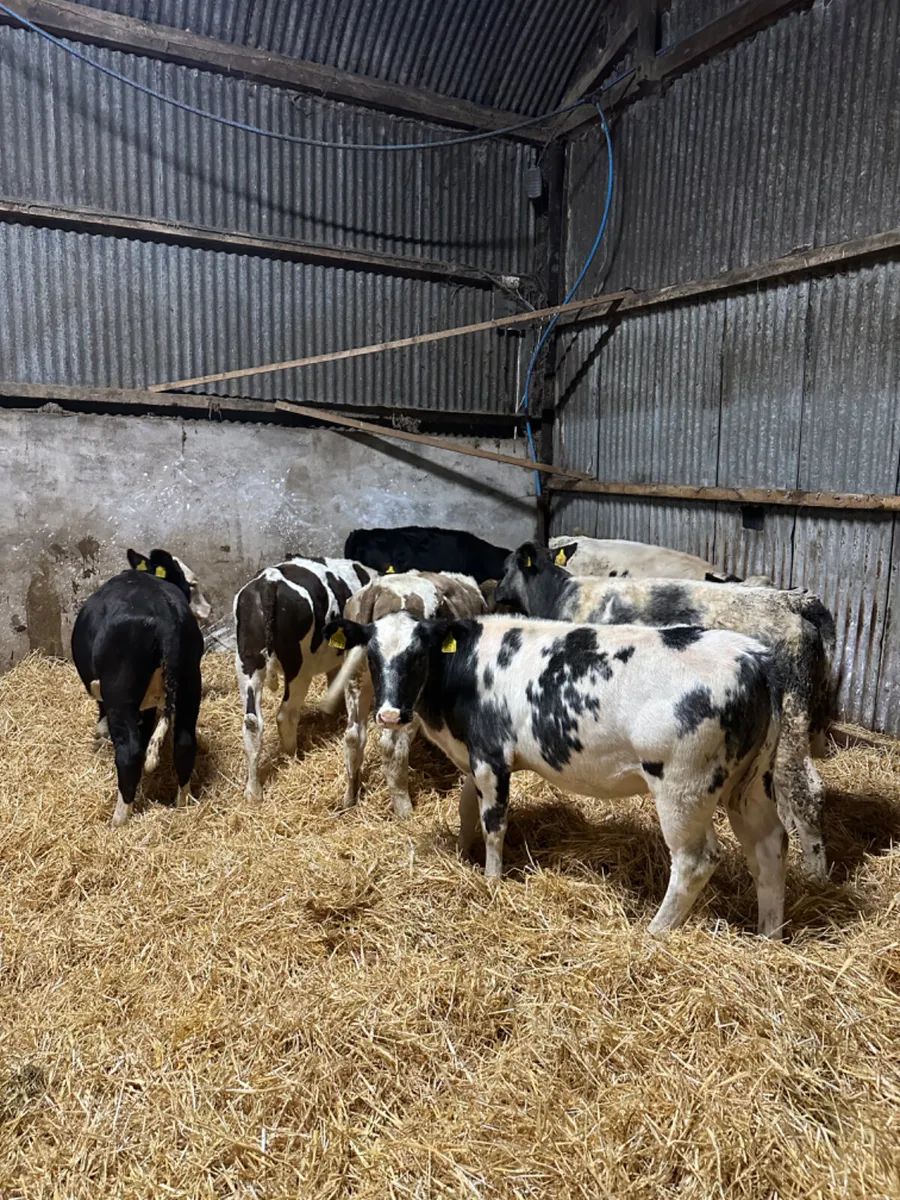Heifers - Image 1