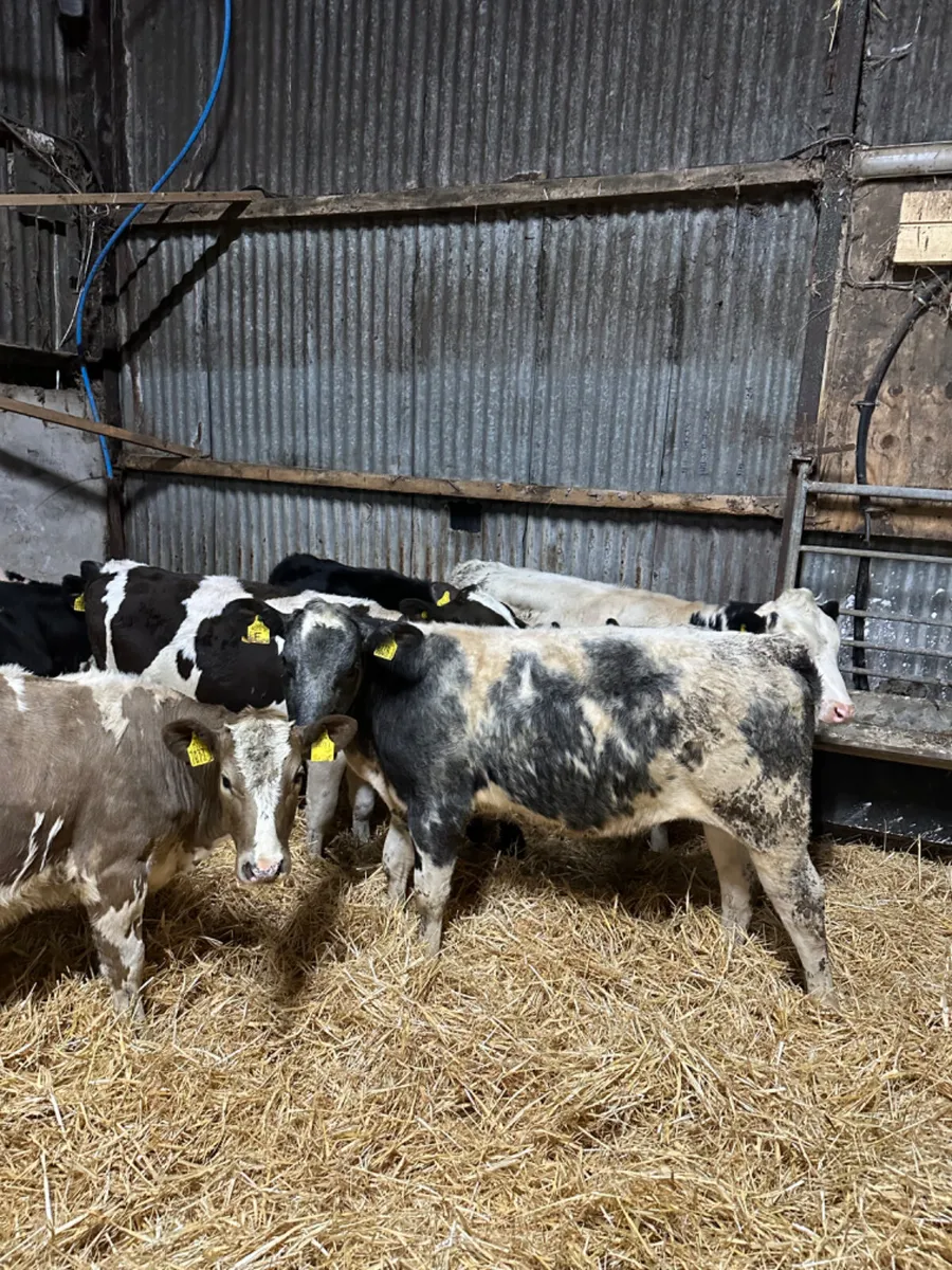Heifers - Image 4