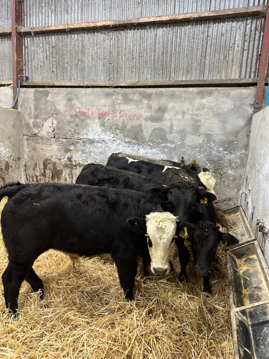 Beef bred bulls - Image 2