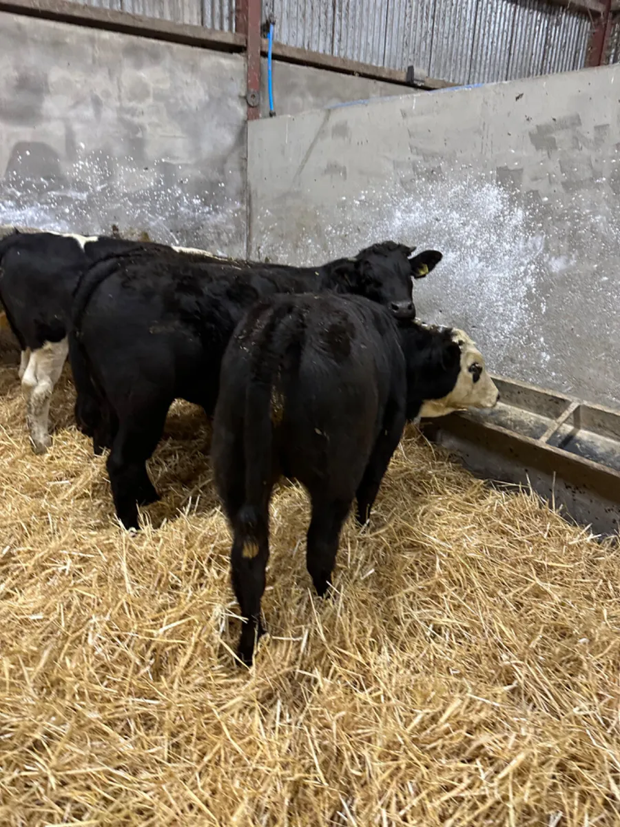 Beef bred bulls - Image 3