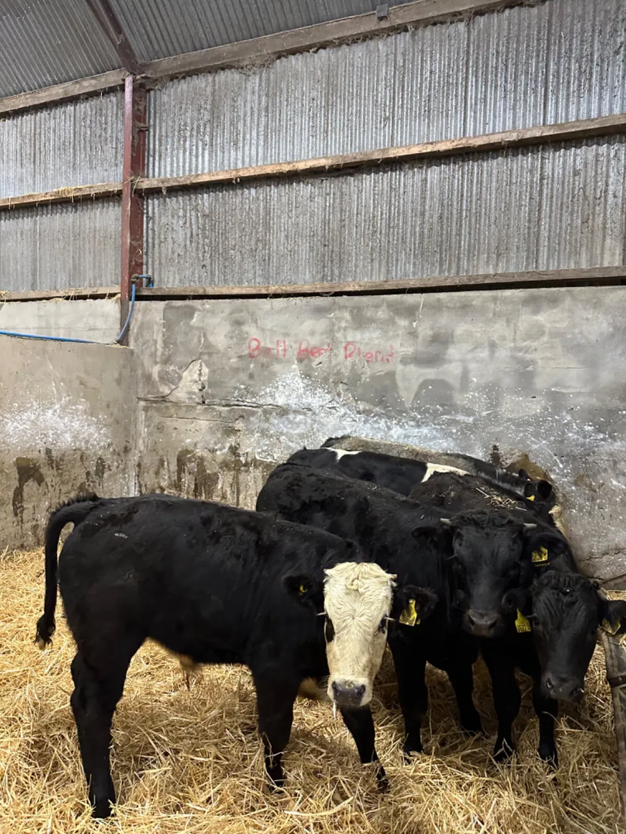 Beef bred bulls - Image 4