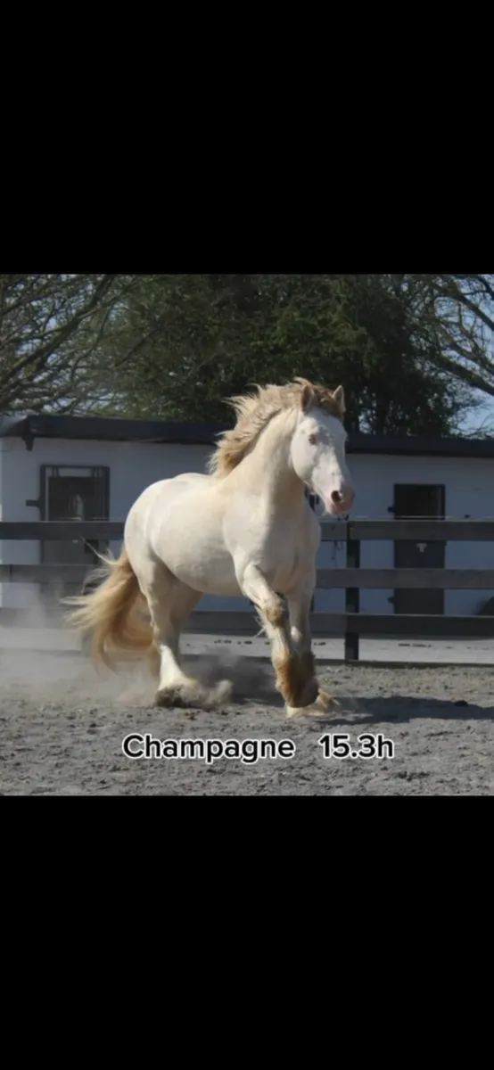 Full breed square trotting mare in foal - Image 2