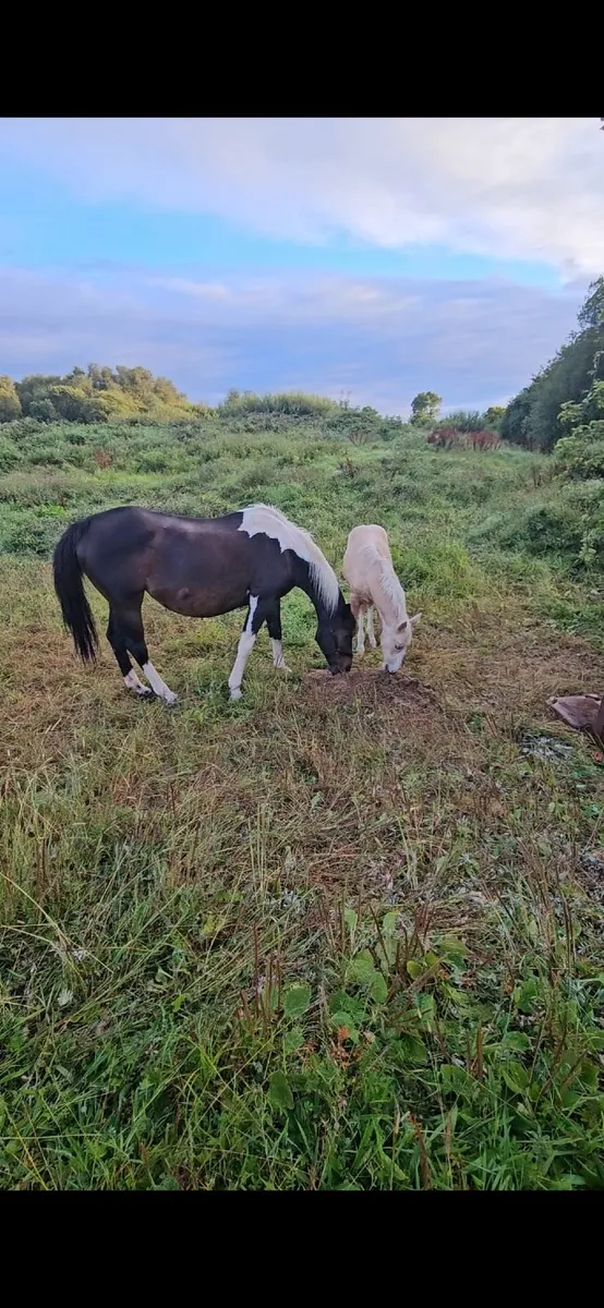 Full breed square trotting mare in foal - Image 3