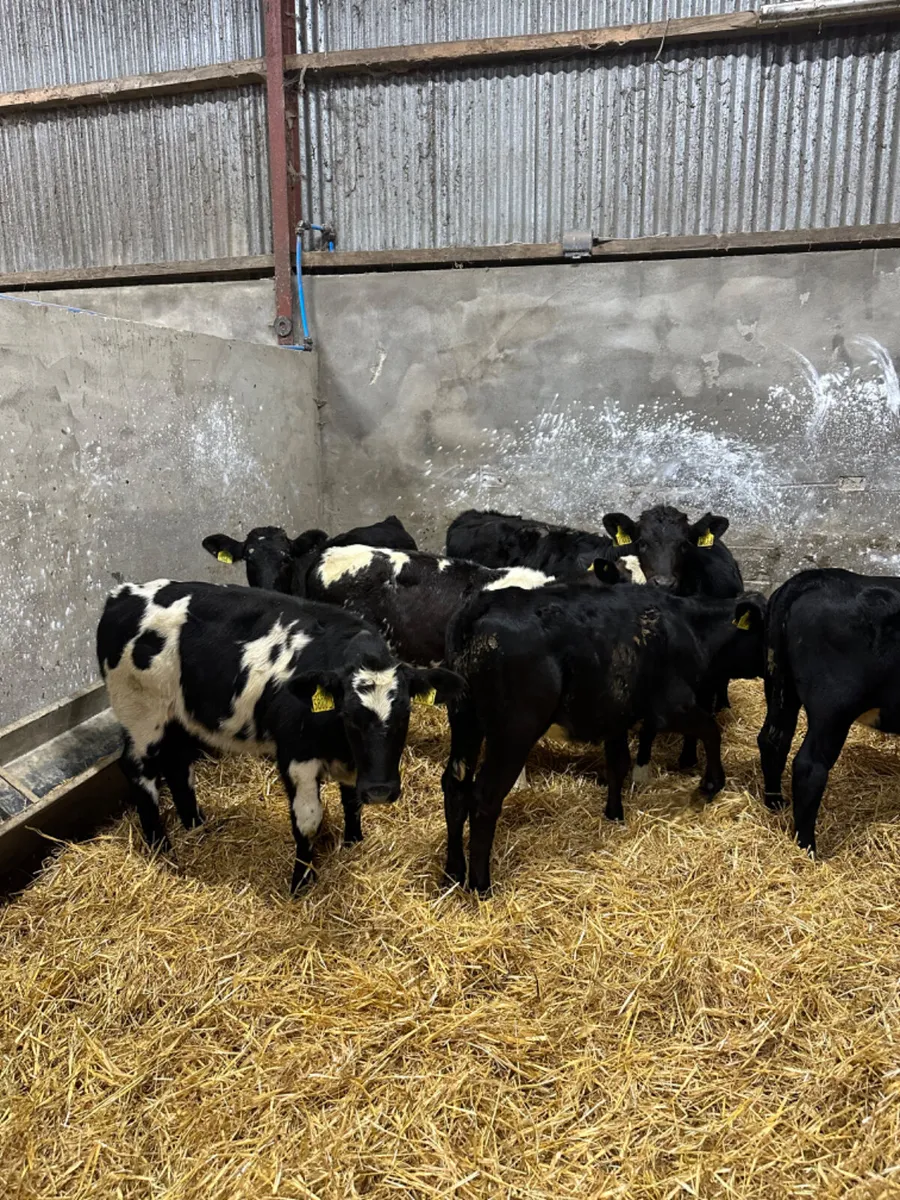 Beef bred heifers - Image 1