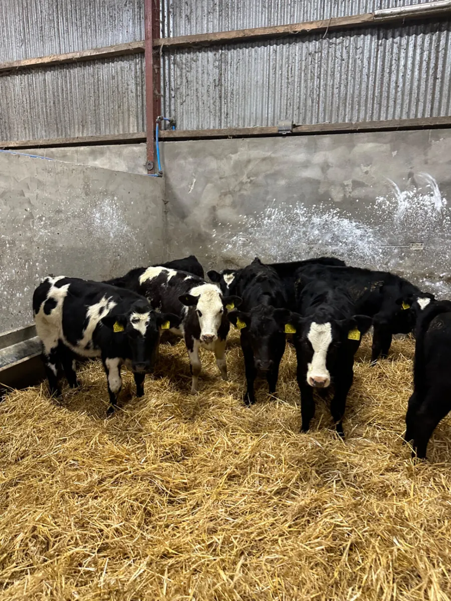 Beef bred heifers - Image 3