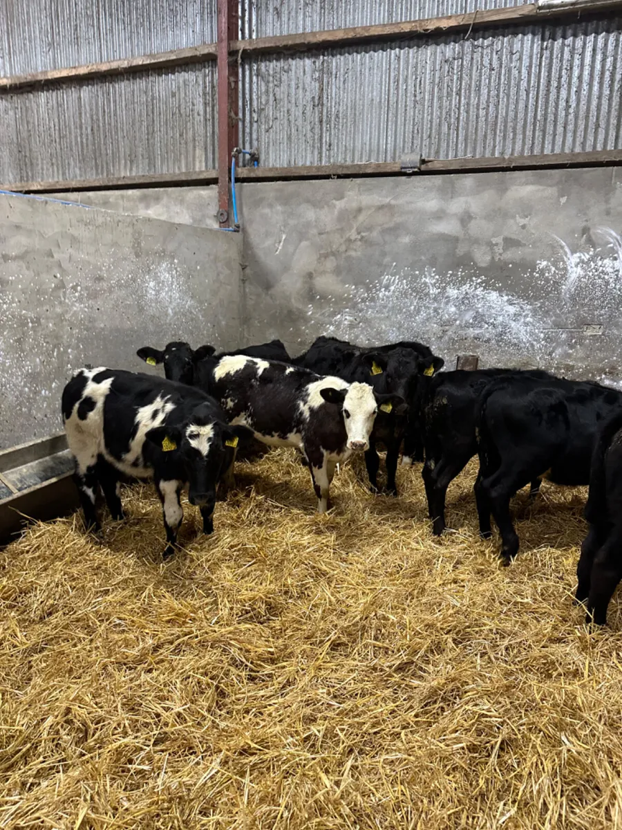 Beef bred heifers - Image 2