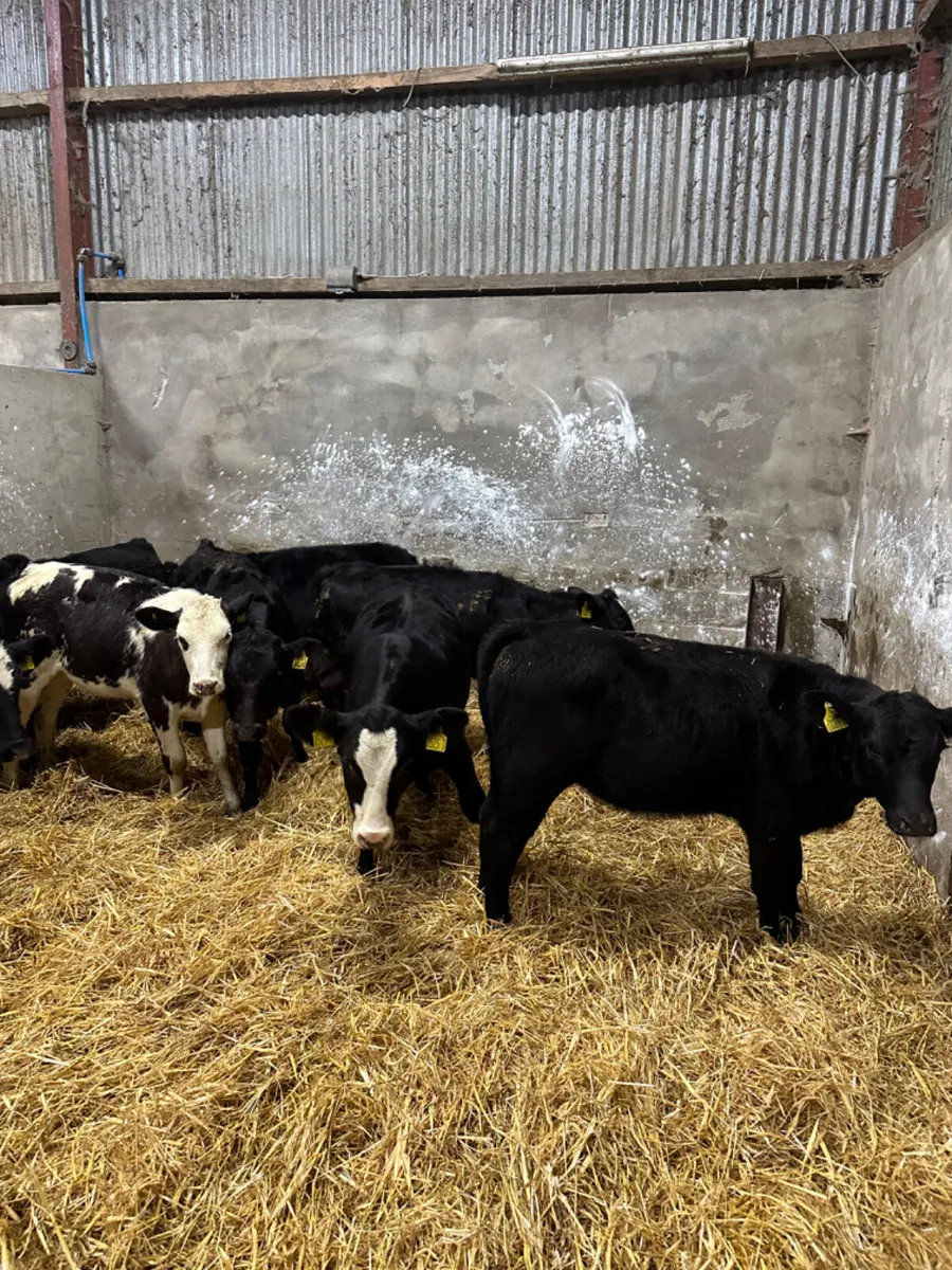 Beef bred heifers - Image 4