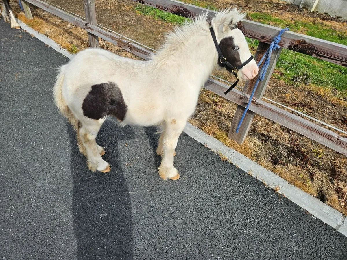 King breed colts for sale - Image 1