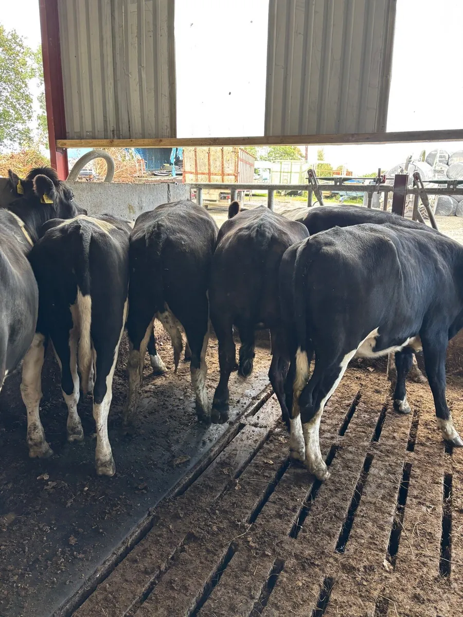 Empty Heifers suitable for breeding - Image 1
