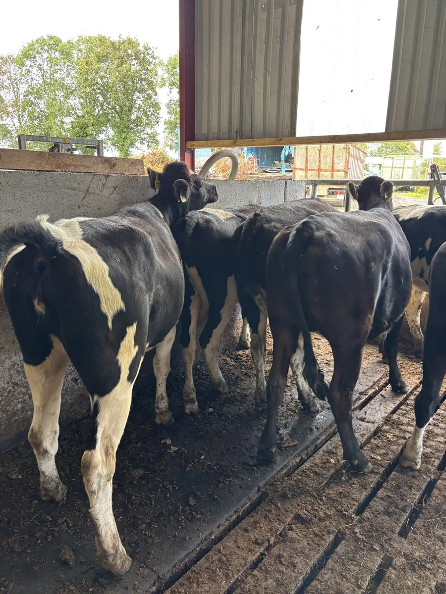 Empty Heifers suitable for breeding - Image 2