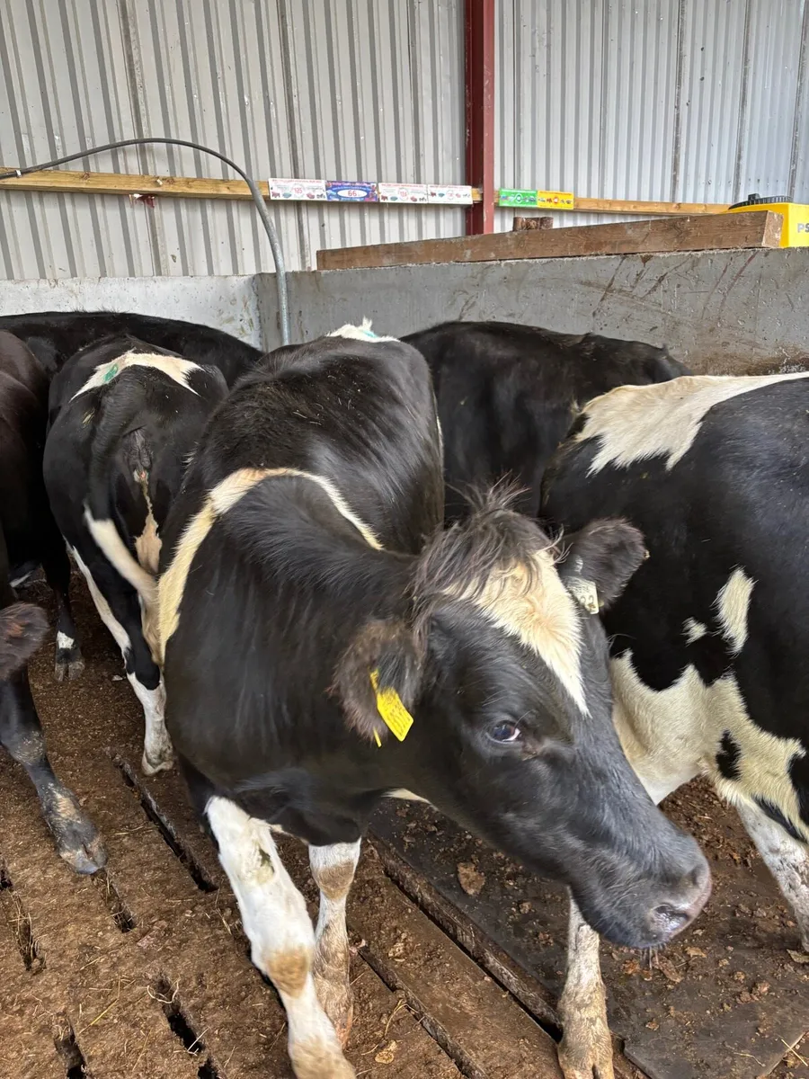 Empty Heifers suitable for breeding - Image 3