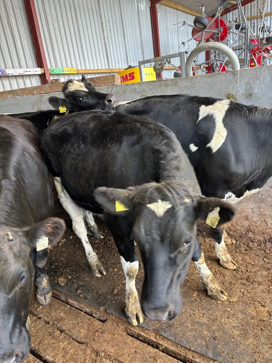 Empty Heifers suitable for breeding - Image 4