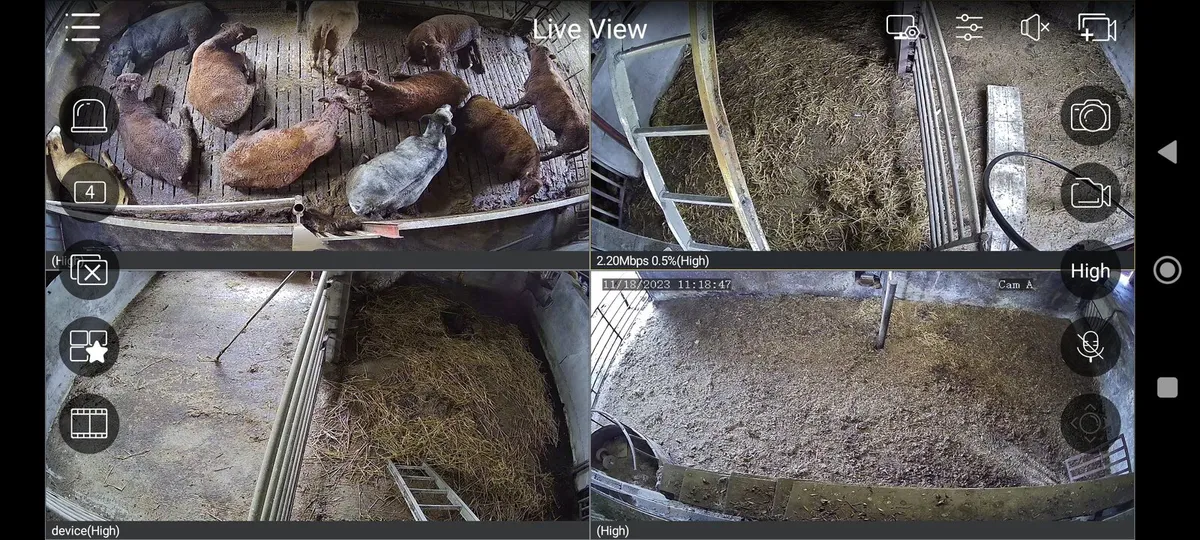 Calving cameras - Image 4