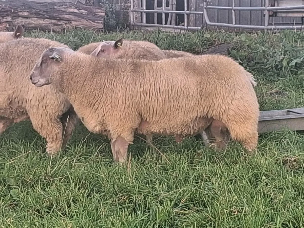 PBR Charollais Ram Lambs - Image 1