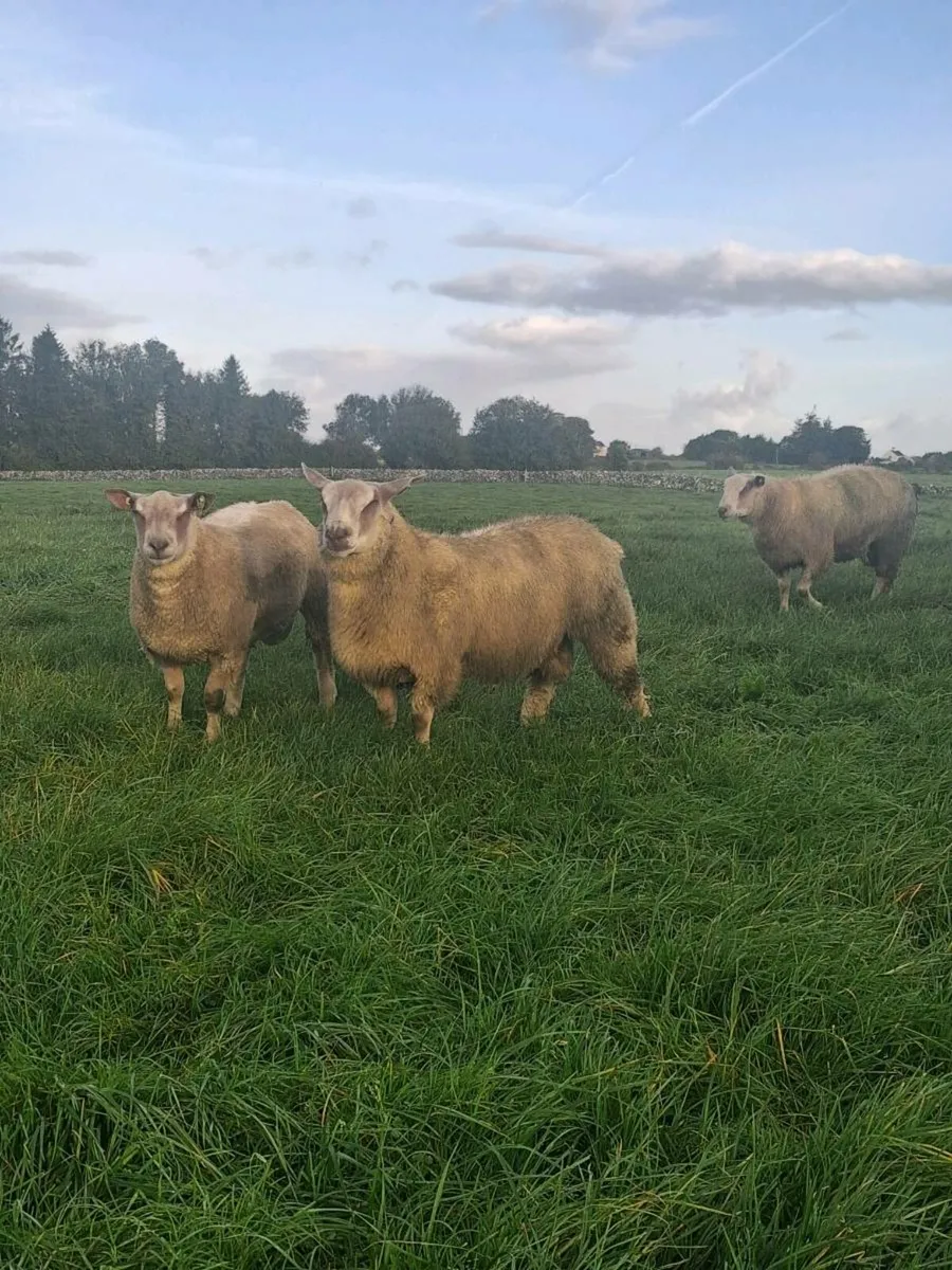 PBR Charollais Ram Lambs - Image 2