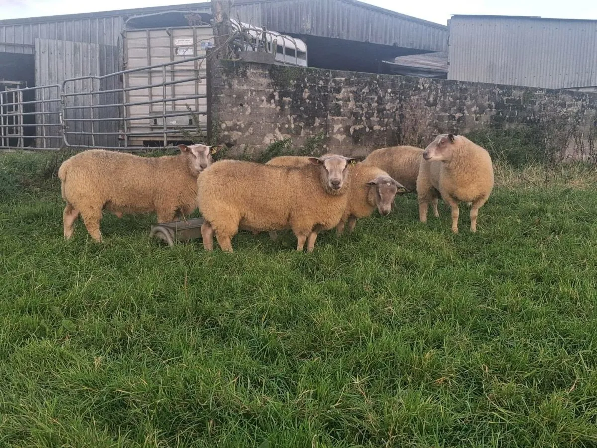 PBR Charollais Ram Lambs - Image 3