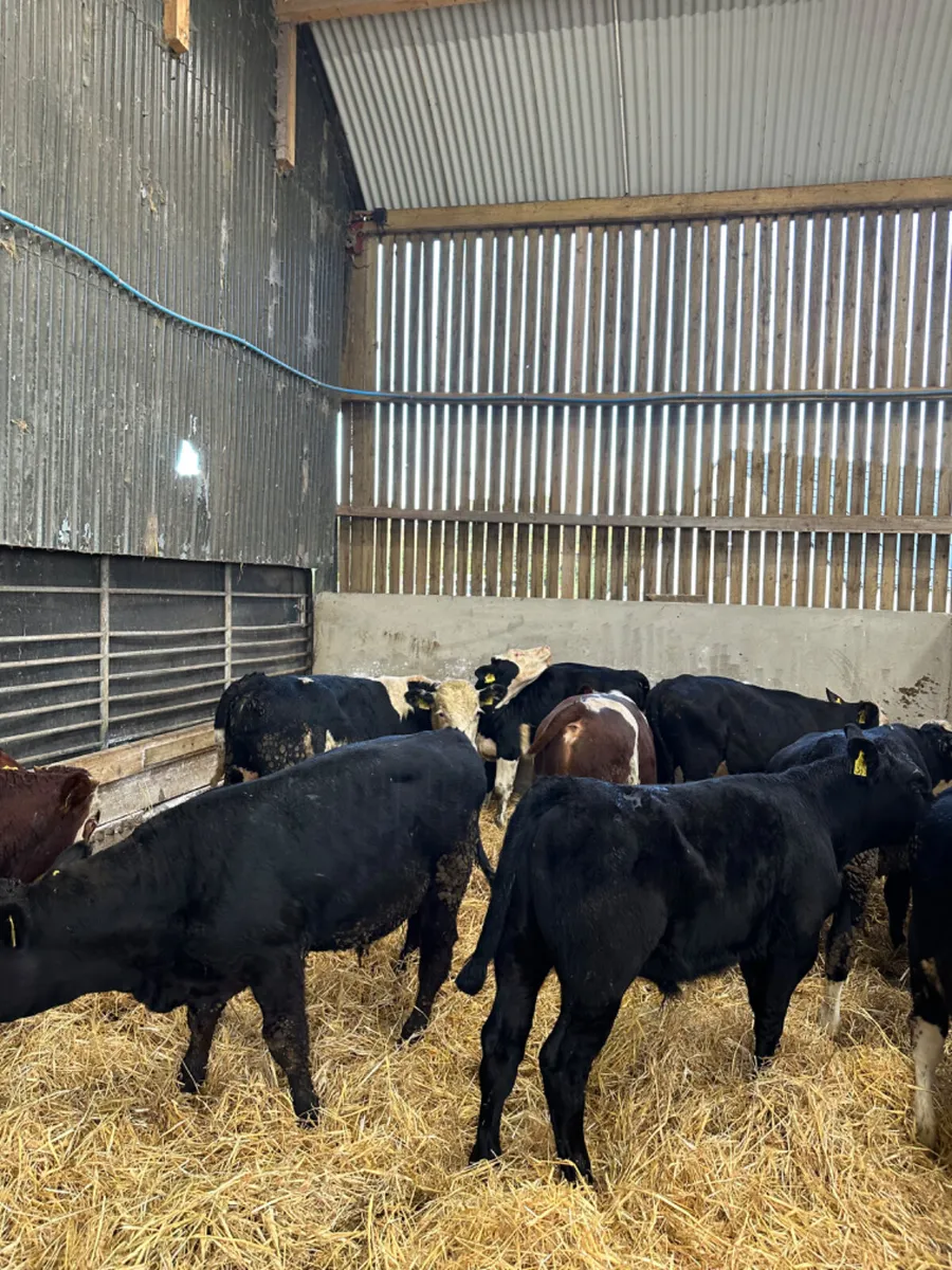 Hereford Angus and Simmental bulls - Image 3