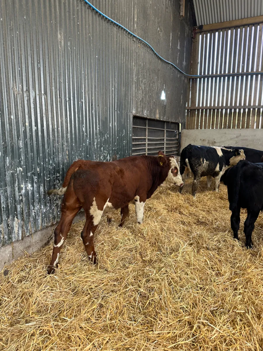 Hereford Angus and Simmental bulls - Image 1