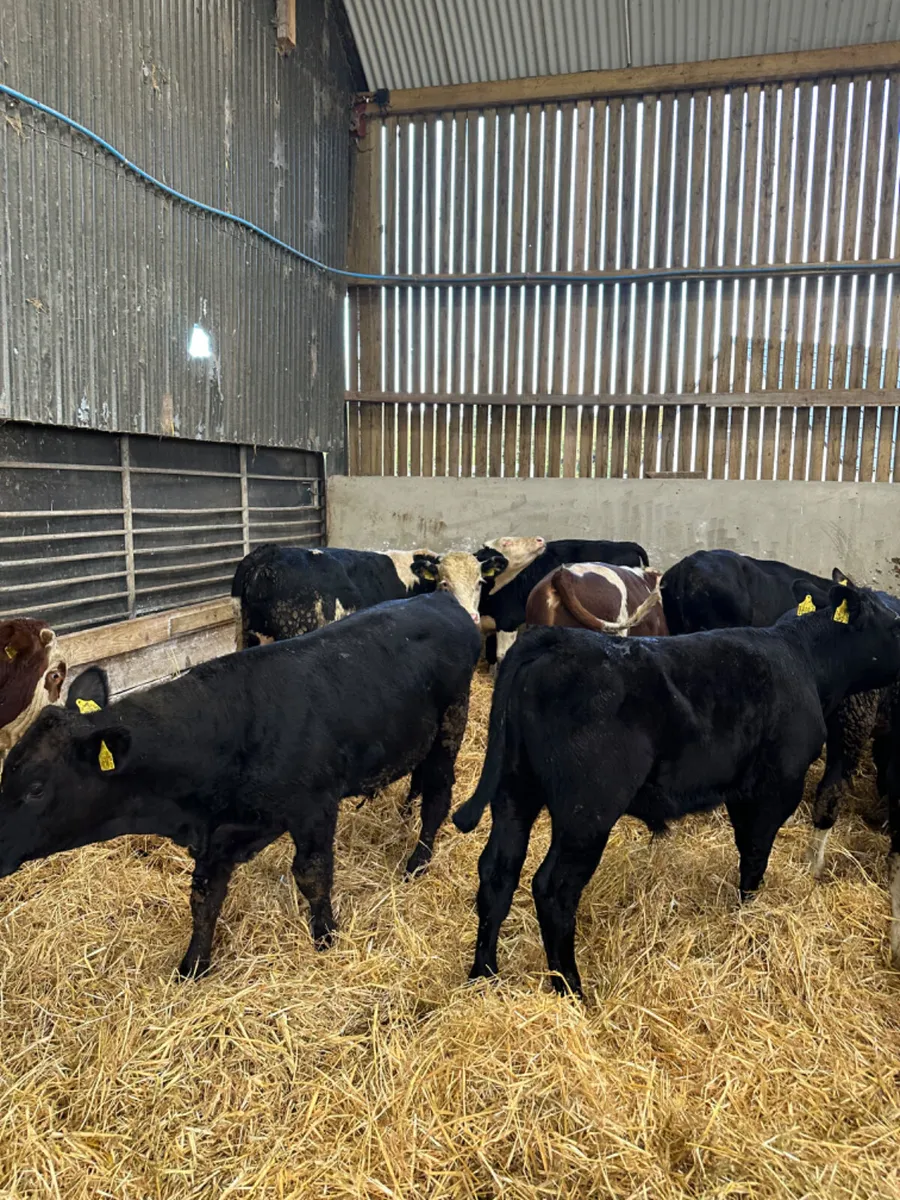 Hereford Angus and Simmental bulls - Image 2