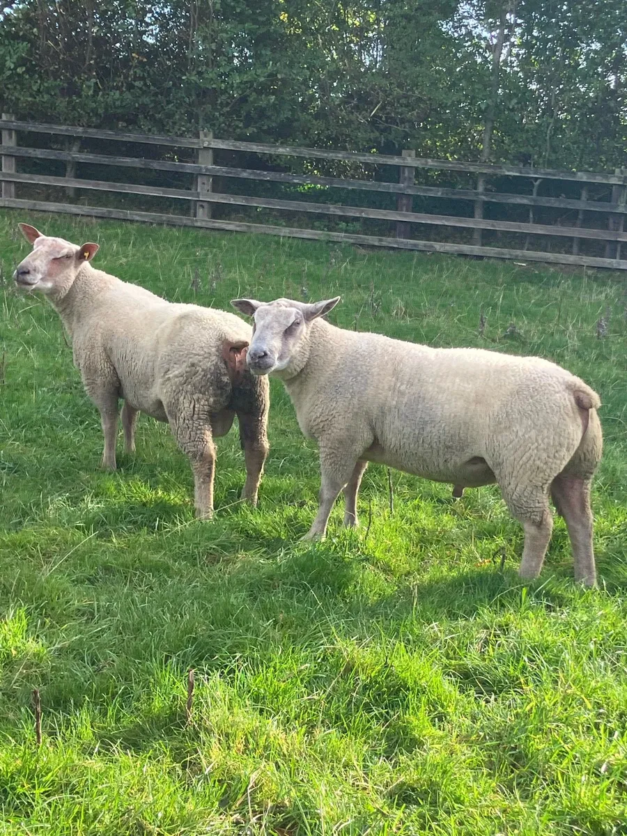 Two Charollais Rams - Image 4
