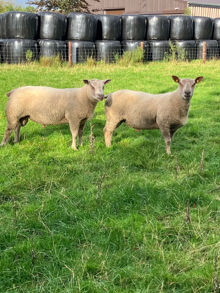 Two Charollais Rams - Image 1