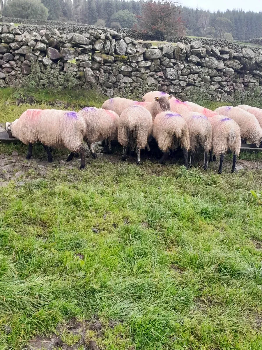 Ram Lambs - Image 2