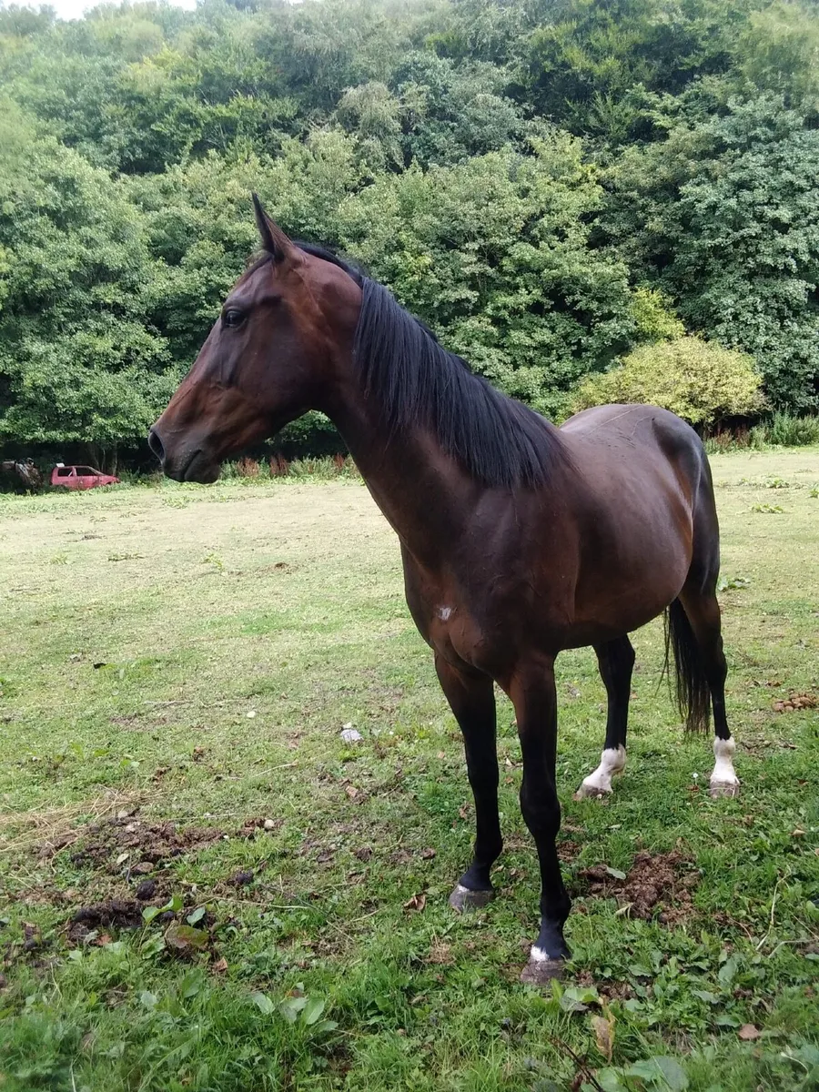 Horse