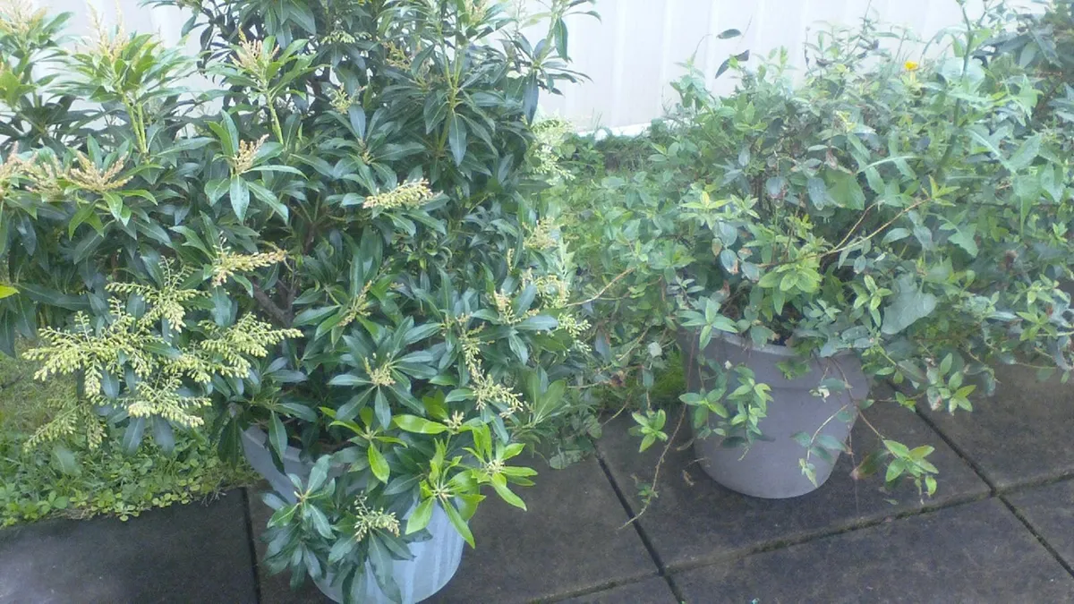 FREE  Shrubs/plants - Image 1