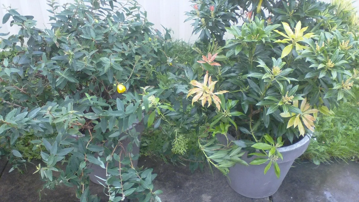 FREE  Shrubs/plants - Image 2