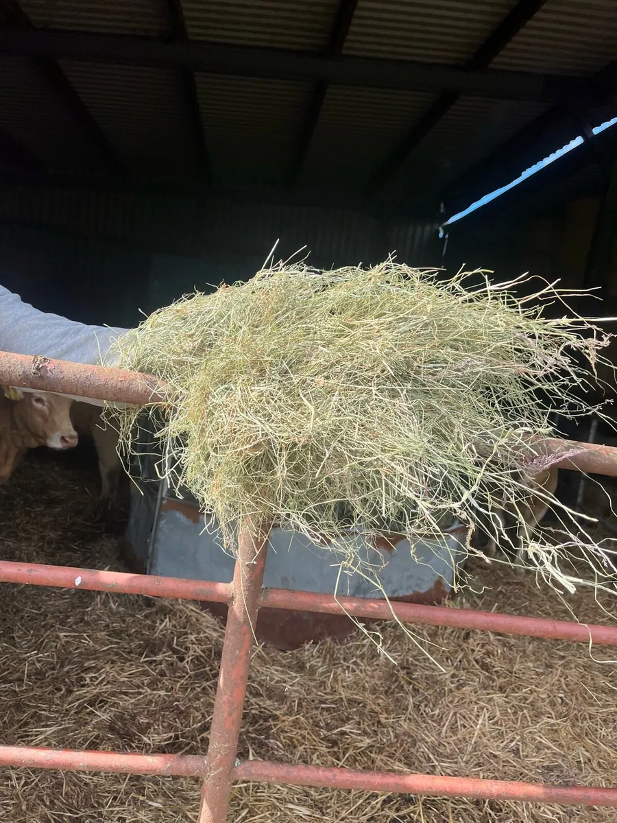 Green hay - Image 1