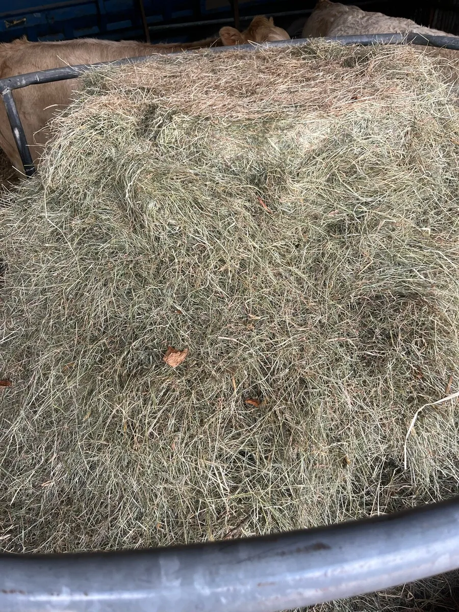 Green hay - Image 2