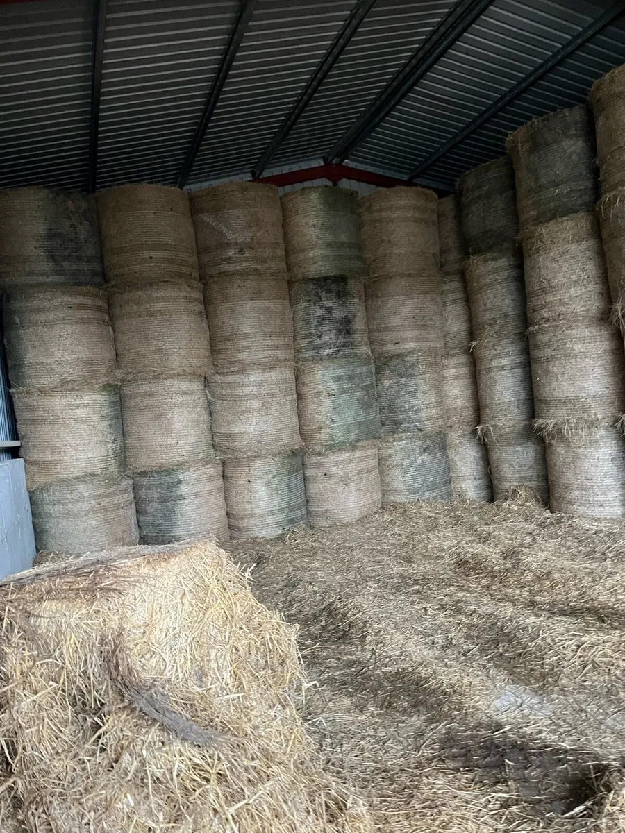 Green hay - Image 4