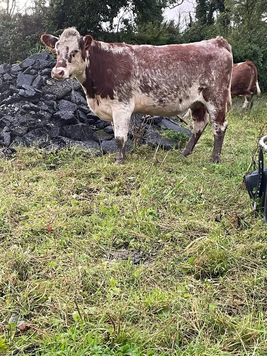 Super roan Incalf heifer for sale - Image 2