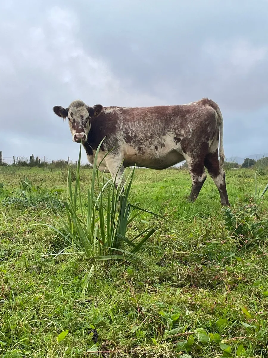 Super roan Incalf heifer for sale - Image 1