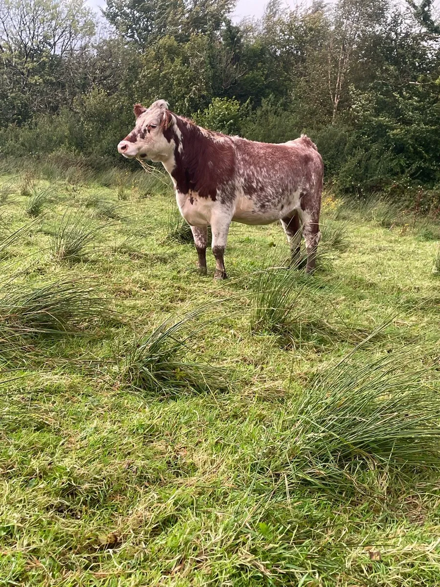 Super roan Incalf heifer for sale - Image 3