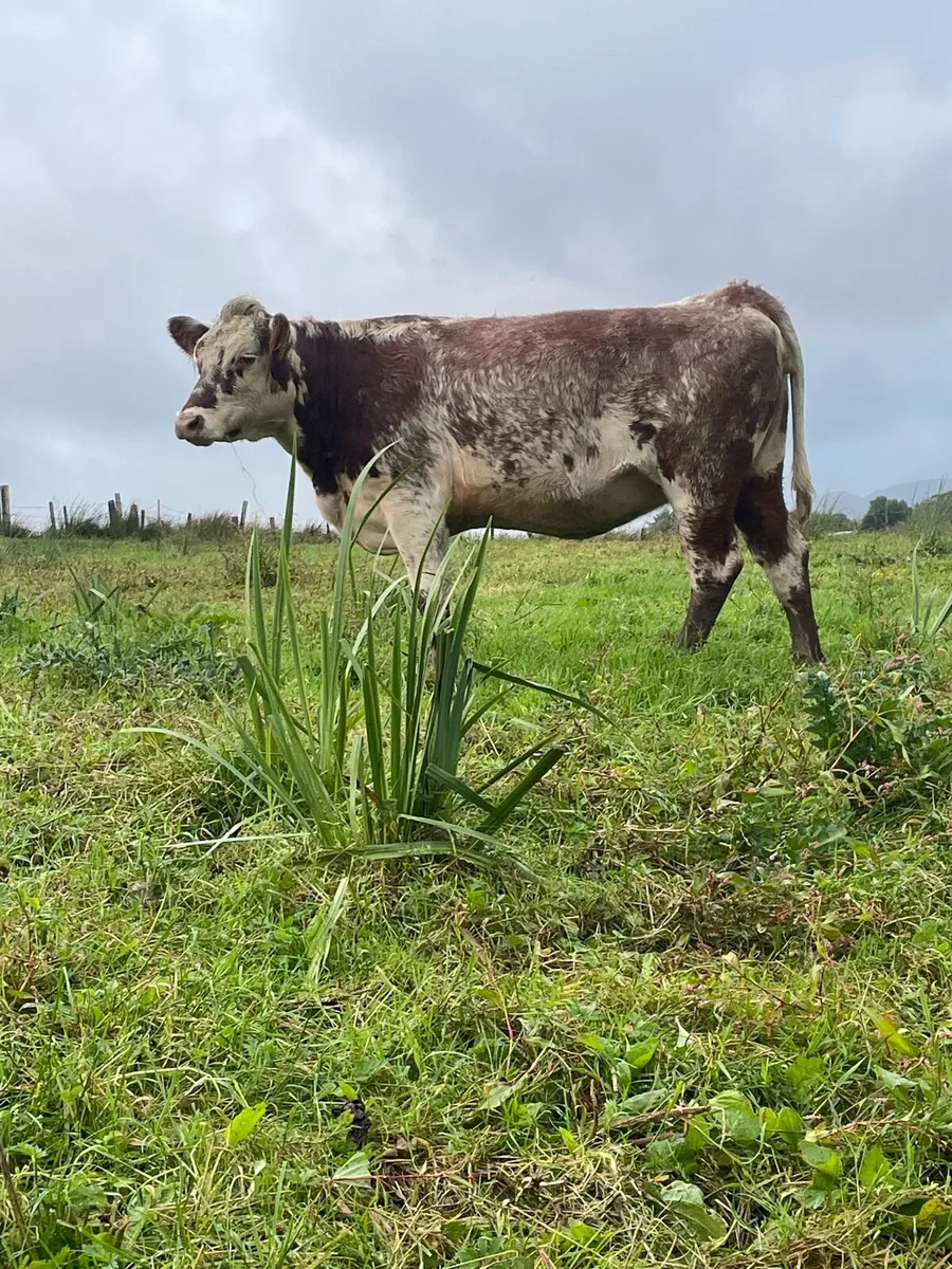 Super roan Incalf heifer for sale - Image 4