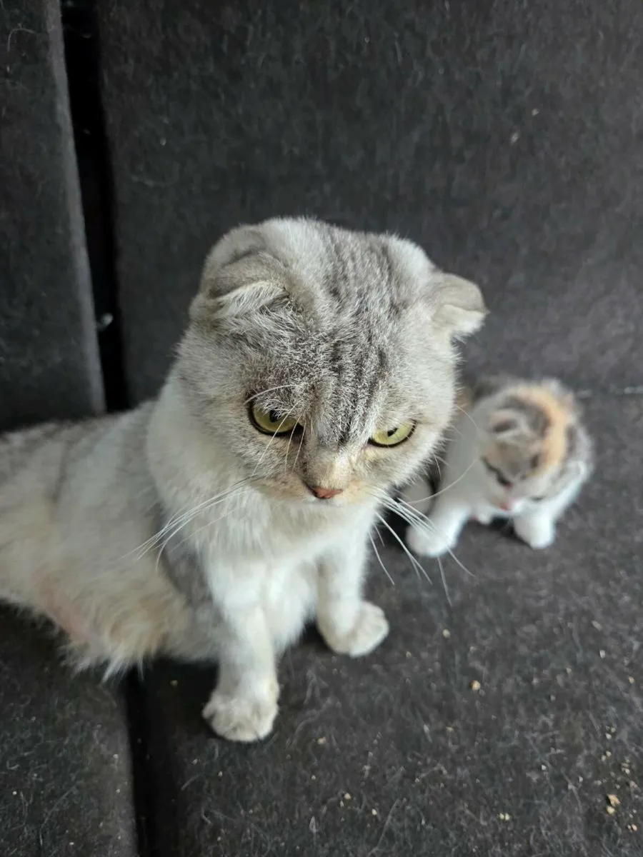 Kittens Scottish fold - Image 1