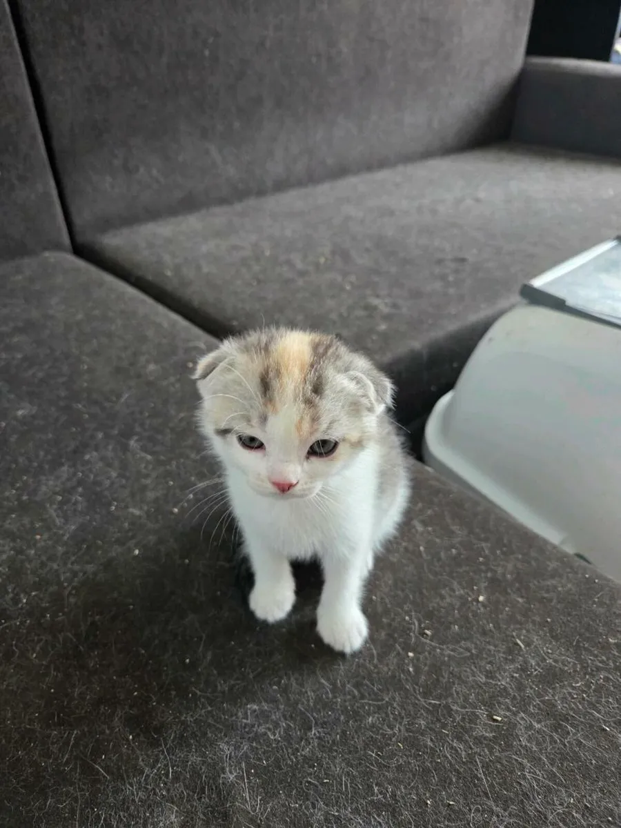 Kittens Scottish fold - Image 2