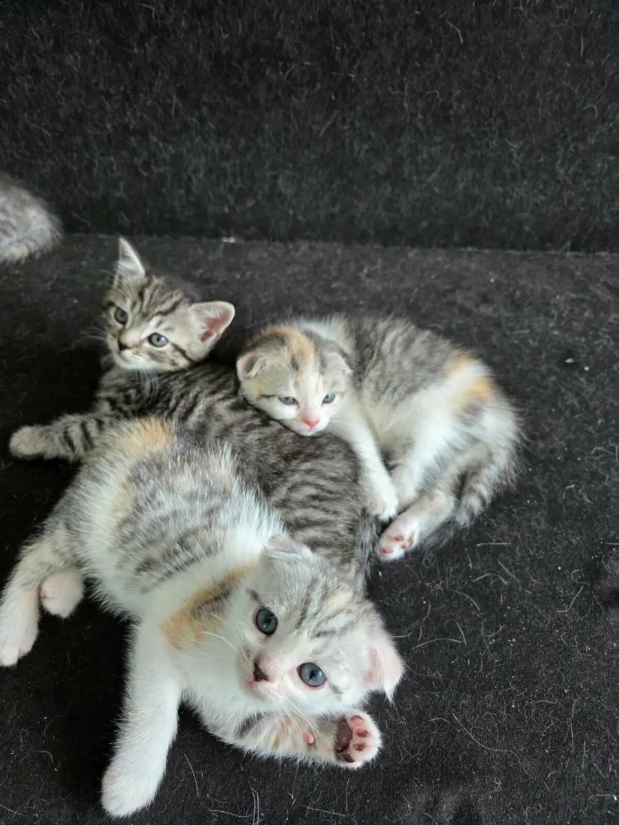 Kittens Scottish fold - Image 3