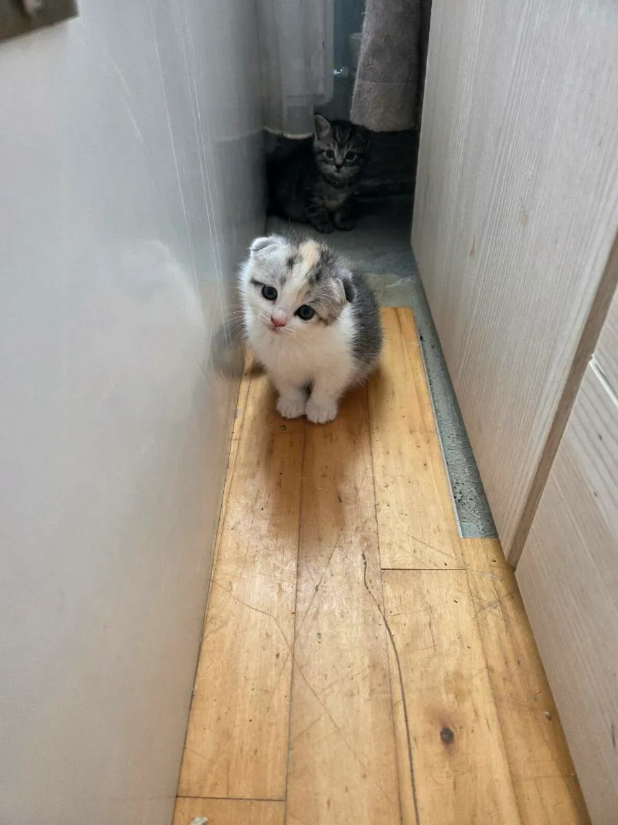 Kittens Scottish fold - Image 4