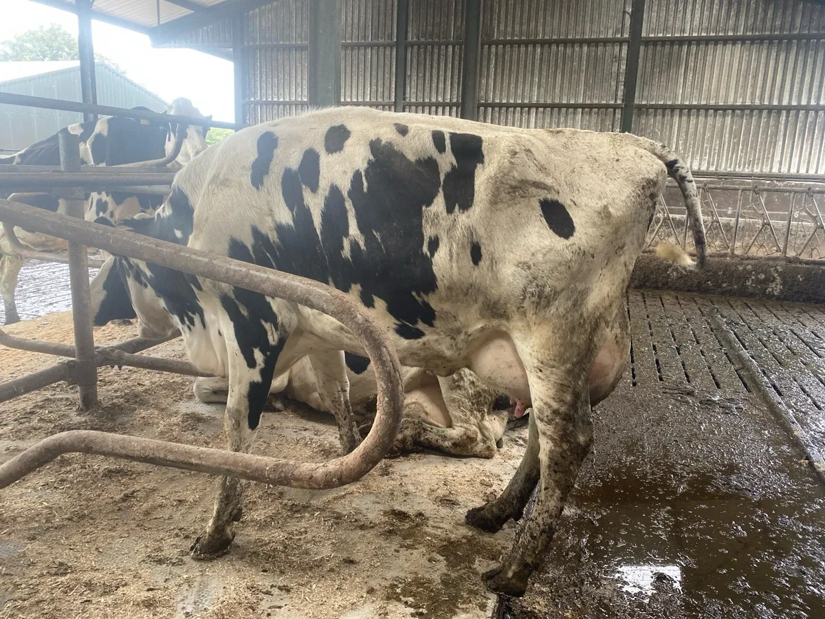 Fresh calved cows - Image 3