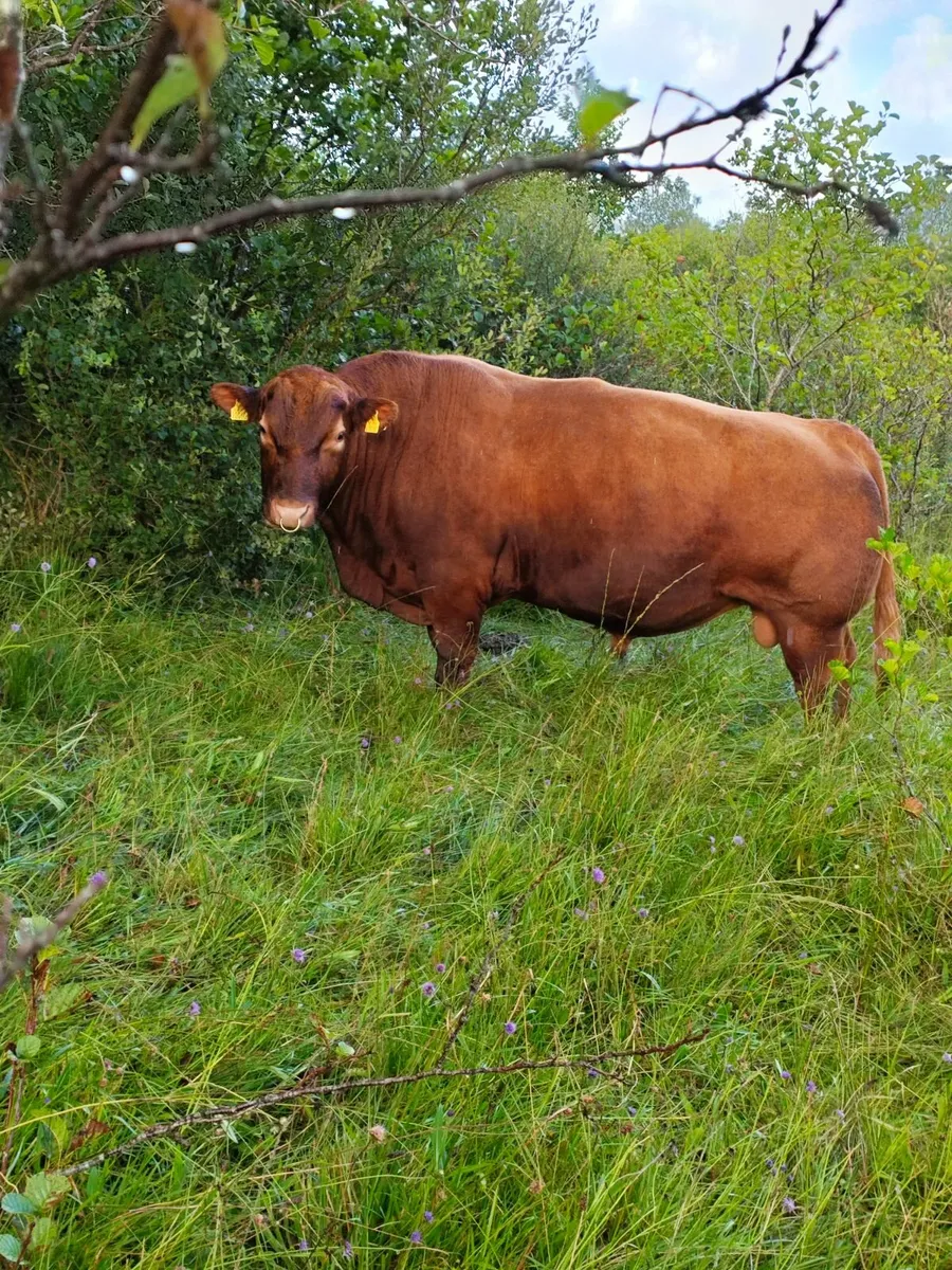 Aberdeen Angus bull - Image 2