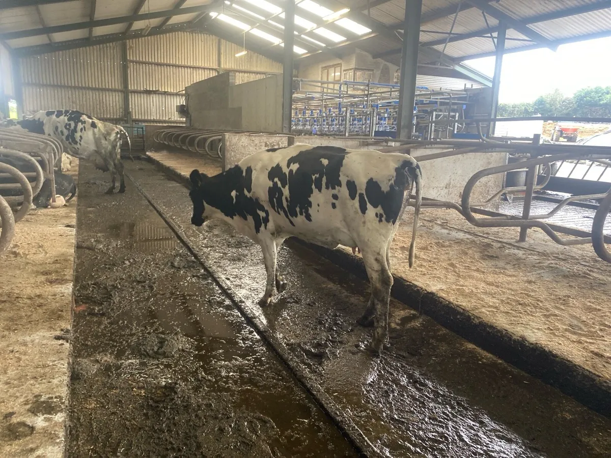 Fresh calved cows - Image 1