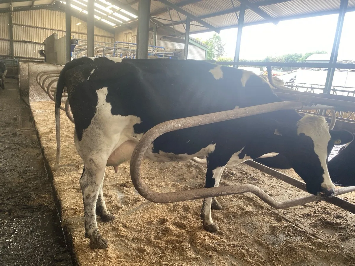 Fresh calved cows - Image 4