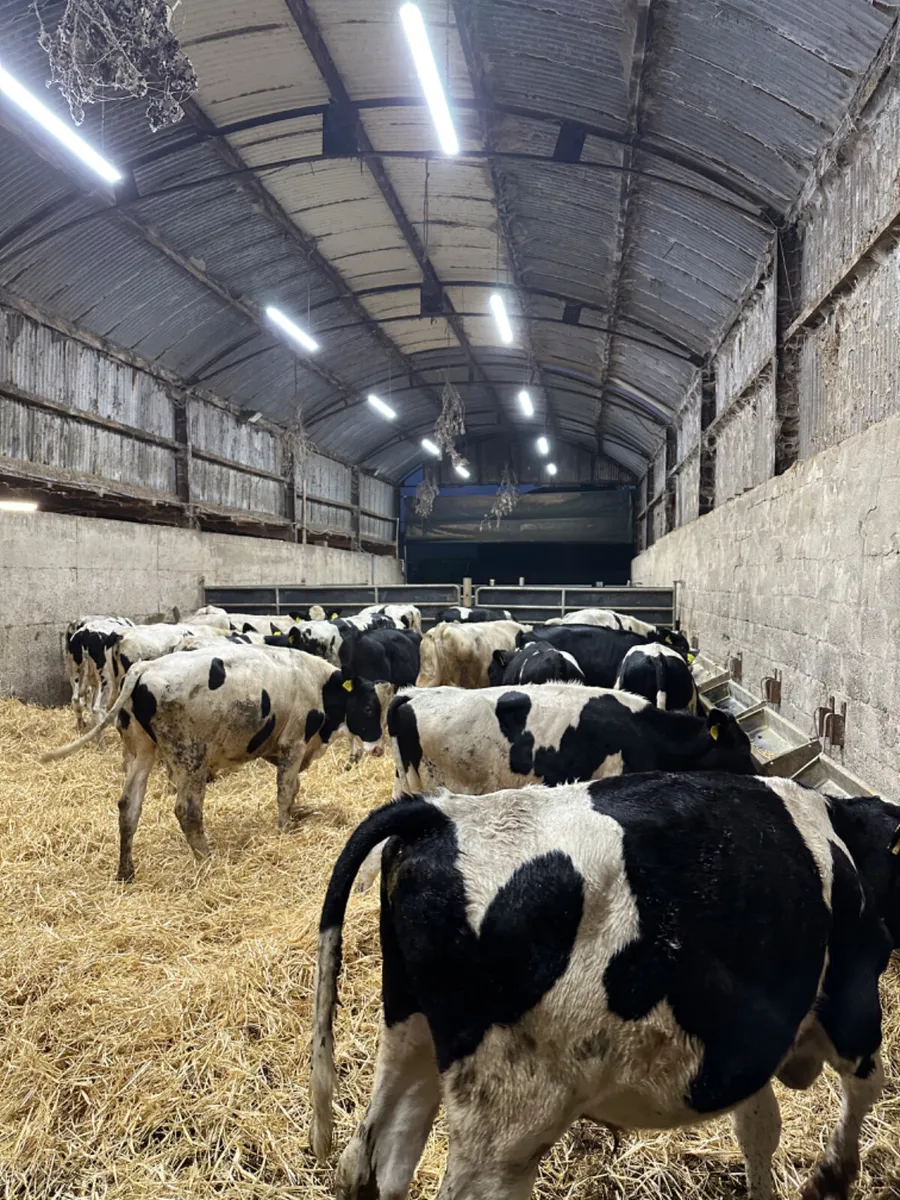 Friesian bulls - Image 1