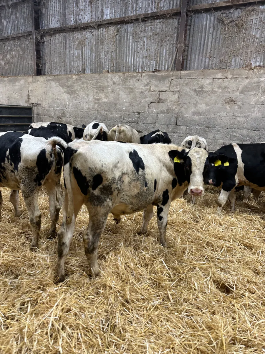 Friesian bulls - Image 4