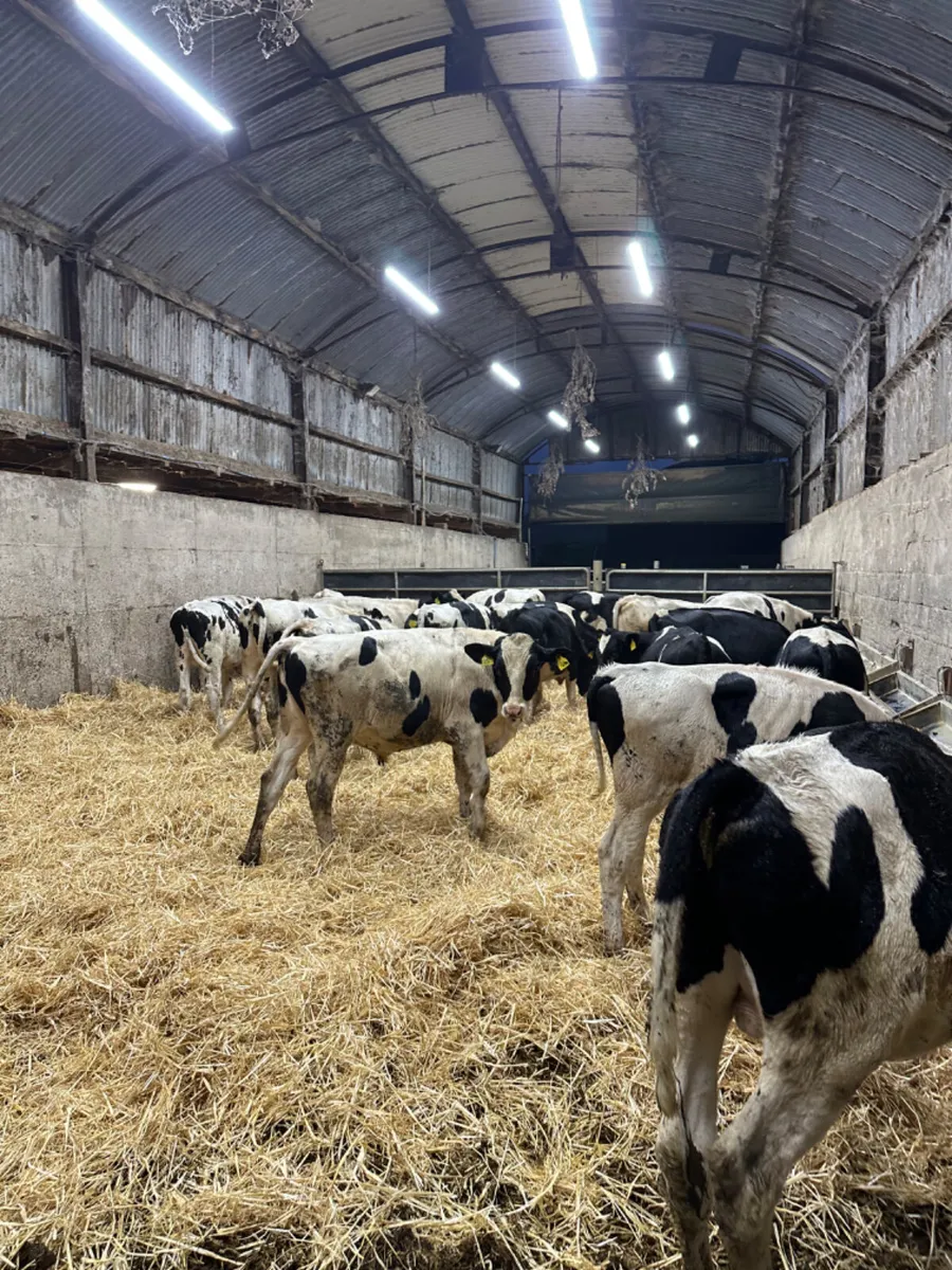 Friesian bulls - Image 2