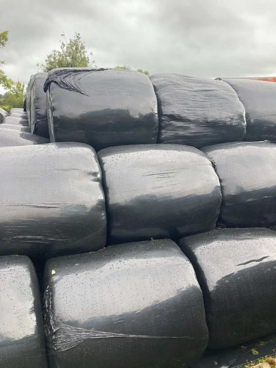 Round bales Silage - Image 3