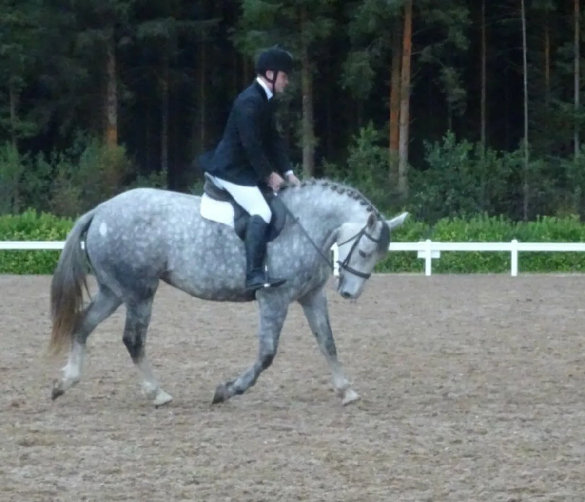 6 year old 15.2, ID x ISH - Image 3